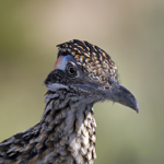 Greater Roadrunner 1223
